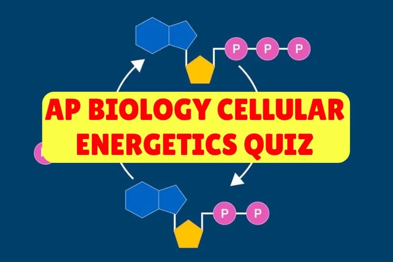 AP Biology Cellular Energetics Quiz