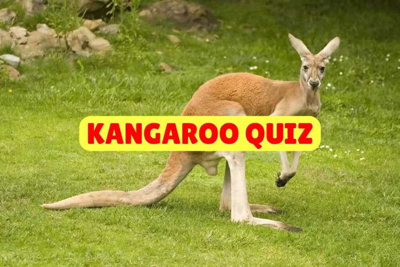 Kangaroo Quiz